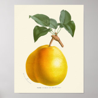 Botanische Vintag-gelbe Birne Poster