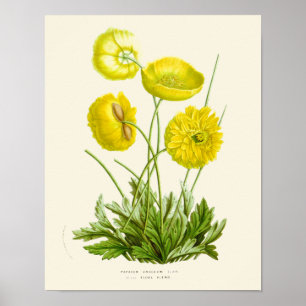 Botanische Vintag-gelbe Mohnblüte Poster