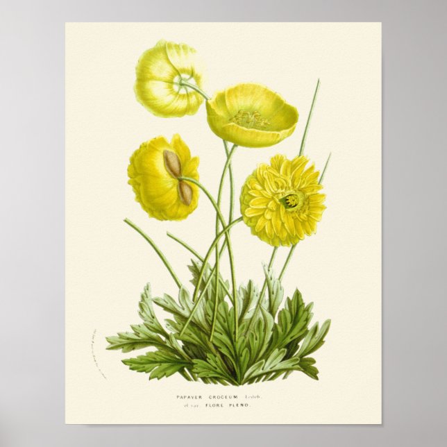 Botanische Vintag-gelbe Mohnblüte Poster (Vorne)