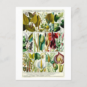Botanische Vintage Diandria Floral Chart Postkarte