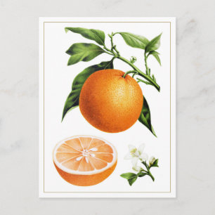 Botanische Vintage-Illustration von Orangenfrucht Postkarte