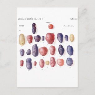 Botanische Vintage Kartoffel Postkarte