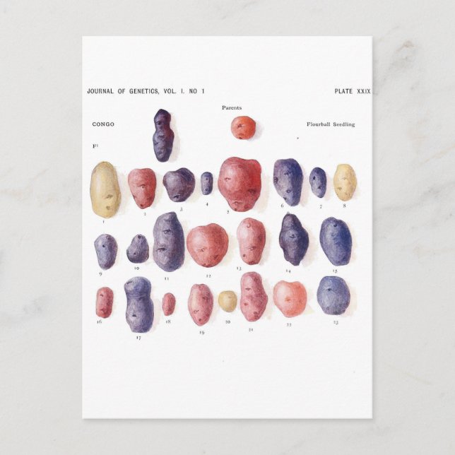 Botanische Vintage Kartoffel Postkarte (Vorderseite)