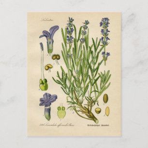 Botanische Vintage Lavendel Postkarte
