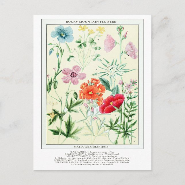 Botanische Vintage Rocky Mountains-Blume Postkarte (Vorderseite)