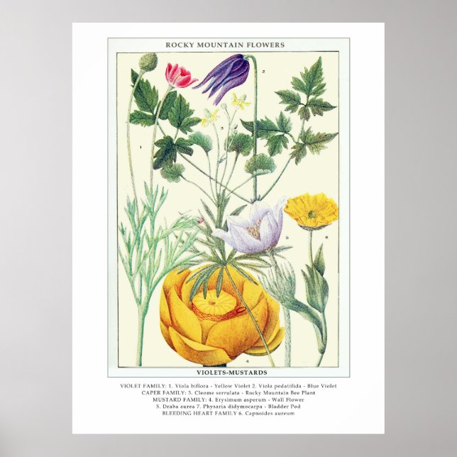 Botanische Vintage Rocky Mountains-Wildblumen Poster (Vorne)