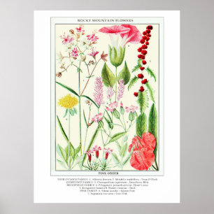 Botanische Vintage Rocky Mountains-Wildblumen Poster