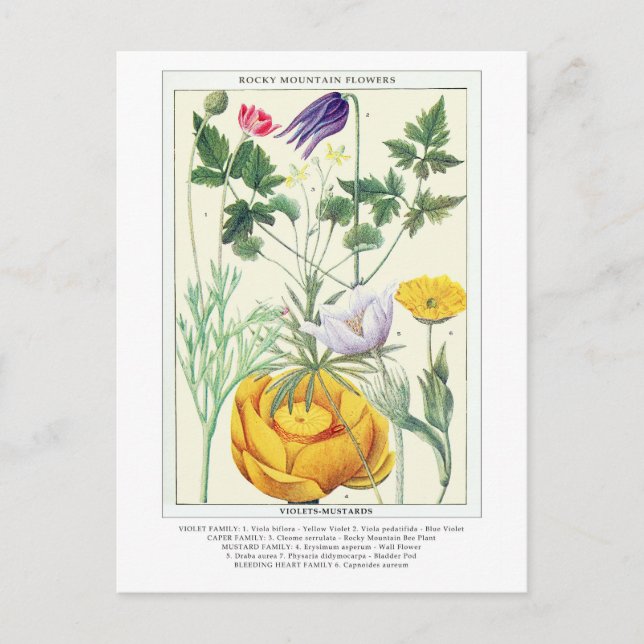 Botanische Vintage Rocky Mountains-Wildblumen Postkarte (Vorderseite)