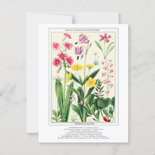 Botanische Vintage Rocky Mountains-Wildblumen Postkarte