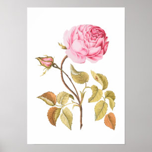 Botanische Vintage Rosa Rose Poster