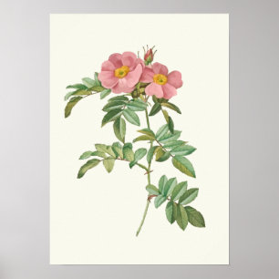 Botanische Vintage Rosa Rose Poster