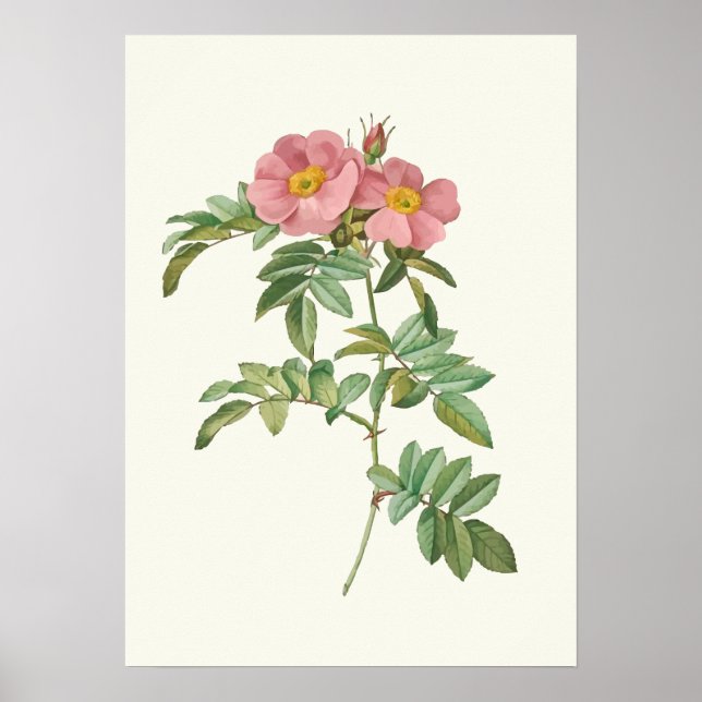Botanische Vintage Rosa Rose Poster (Vorne)