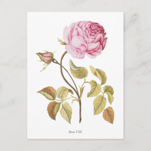 Botanische Vintage Rosa Rose Postkarte