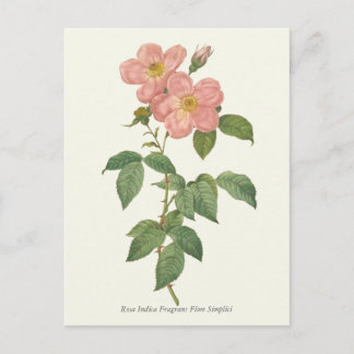 Botanische Vintage Rosa Rose Postkarte