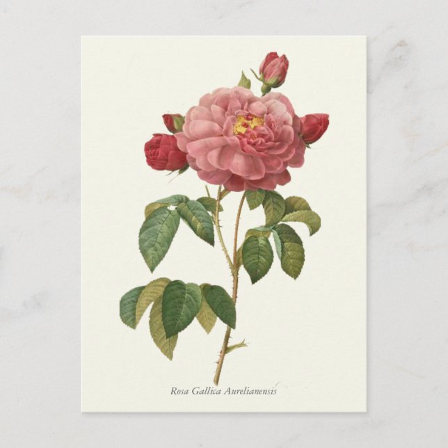 Botanische Vintage Rosa Rose Postkarte (Vorderseite)
