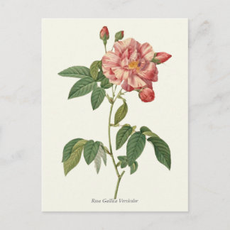 Botanische Vintage Rosa Rose Postkarte