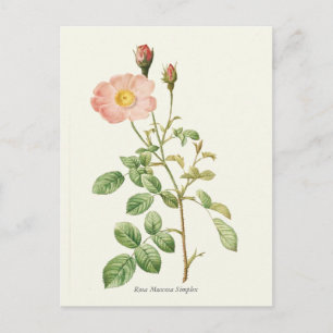 Botanische Vintage Rosa Rose Postkarte
