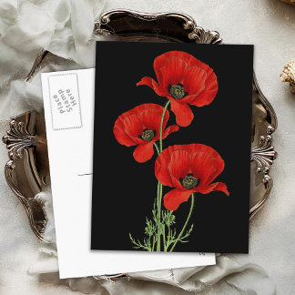 Botanische Vintage Rote Pflaumen Postkarte