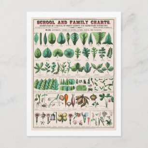 Botanische Vintage-Tafel: Blätter und Blumen Postkarte