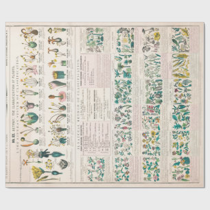 Botanische Vintage-Tafel: Klassifizierung von Pfla Geschenkpapier