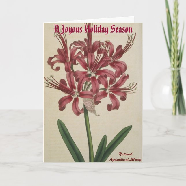 Botanische Weihnachtskarte Feiertagskarte (Vorderseite)