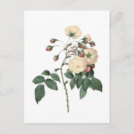 Botanische Weiße Rose Postkarte