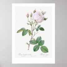 BOTANISCHE "WHITE CABBAGE ROSE" REDOUTÉ POSTER