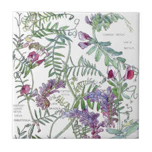 Botanische Wicke Wildblumen Blumen Fliese