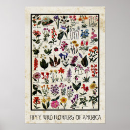 Botanische Wildblumen Amerikas Antikes Blumengefle Poster