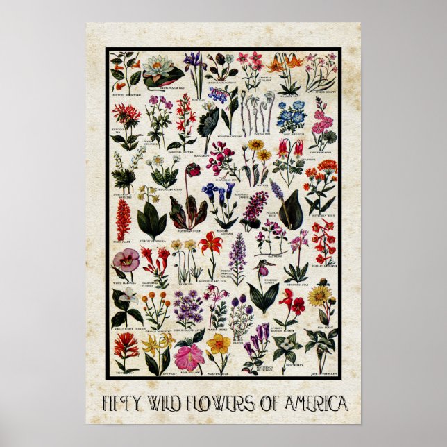 Botanische Wildblumen Amerikas Antikes Blumengefle Poster (Vorne)