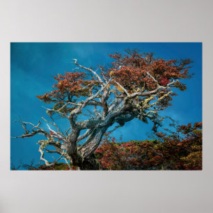 Botanische Wunder Argentiniens Poster