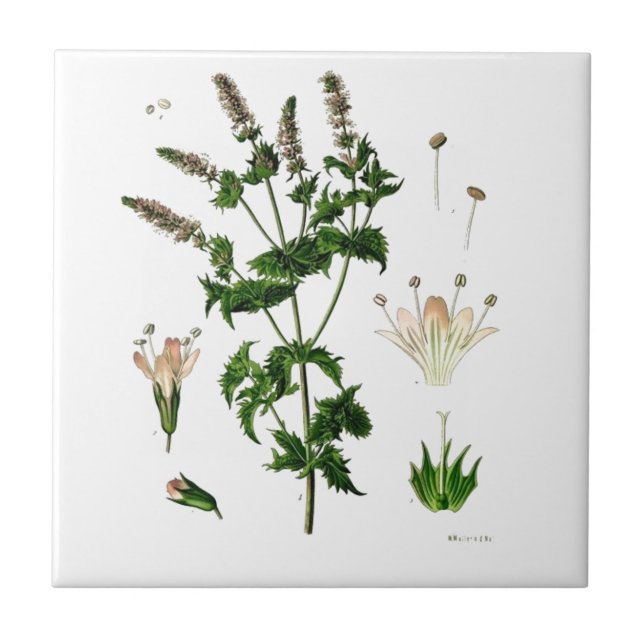 Botanische Zeichnung von Grüner Minze Fliese (Vorderseite)