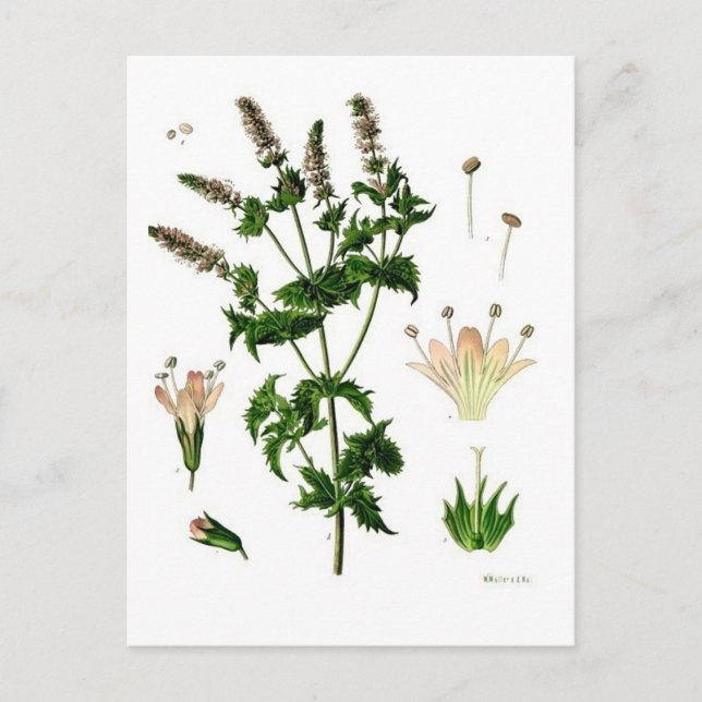 Botanische Zeichnung von Grüner Minze Postkarte (Vorderseite)