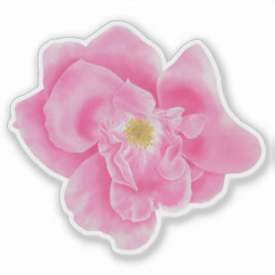 Botanischer Aufkleber für Wasserfarben Rosa Rose