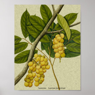 Botanischer Ausdruck Lanzone Poster