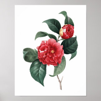 Botanischer Ausdruck von CAMELIA Original von Redo Poster