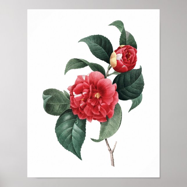Botanischer Ausdruck von CAMELIA Original von Redo Poster (Vorne)