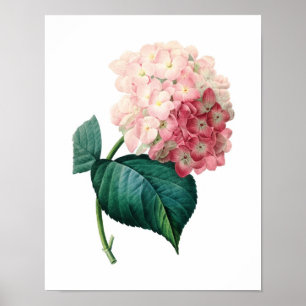 Botanischer Ausdruck von HYDRANGEA, Original von R Poster