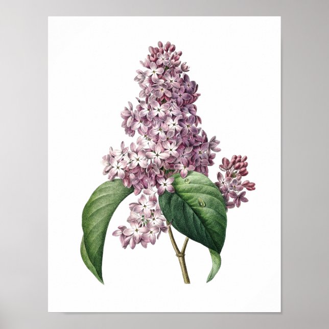 Botanischer Ausdruck von LILAC Original von Redout Poster (Vorne)