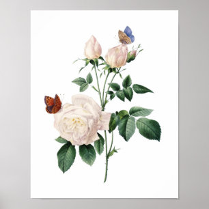 Botanischer Ausdruck von ROSE, originell von Redou Poster