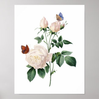 Botanischer Ausdruck von ROSE, originell von Redou Poster