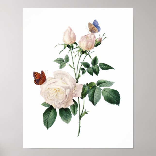 Botanischer Ausdruck von ROSE, originell von Redou Poster (Vorne)