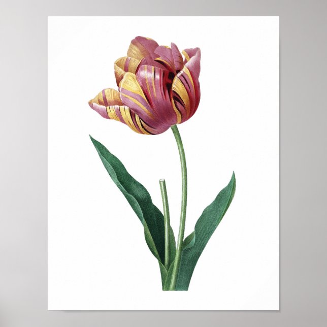 Botanischer Ausdruck von TULIP original von Redout Poster (Vorne)