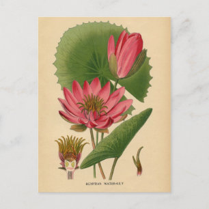 Botanischer Druck - Ägyptische Wasserlilie Postkarte