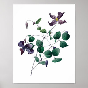 Botanischer Druck der CLEMATIS-Vorlage durch Poster