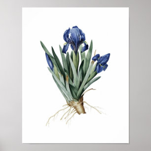 Botanischer Druck der IRIS ursprünglich durch Poster