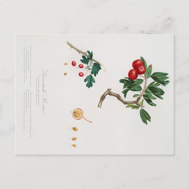 BOTANISCHER DRUCK DER ROTEN THORNAPFELPOSTKARTE POSTKARTE (Vorderseite)