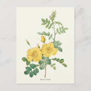 Botanischer Druck einer alten gelben Rose Postkarte