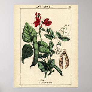 Botanischer Druck - Erbse u. Scharlachrot Poster