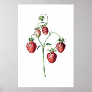 Botanischer Druck Poster